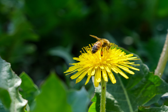 山野里的蒲公英花和忙碌的蜜蜂