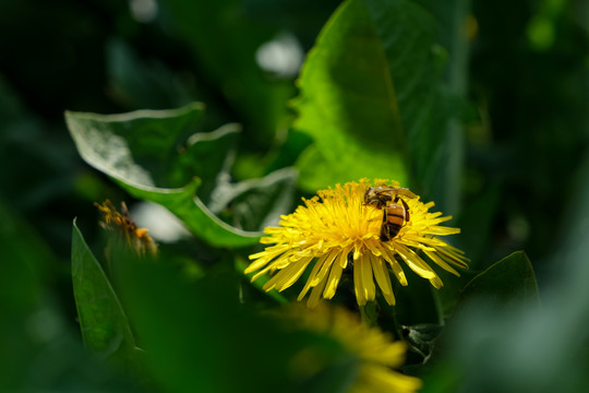 山野里的蒲公英花和忙碌的蜜蜂