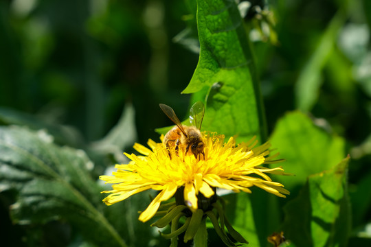 山野里盛开的公英花和采蜜的蜜蜂