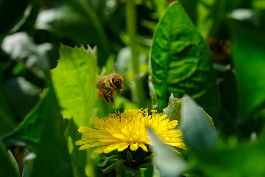 山野里盛开的公英花和采蜜的蜜蜂