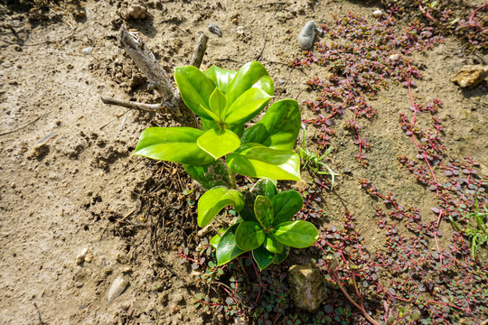 枸骨树树苗