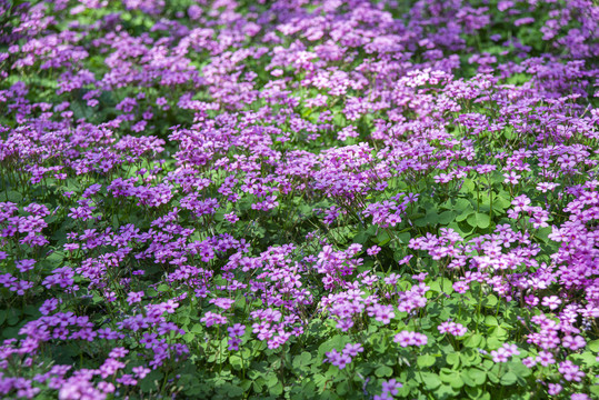 红花酢浆草