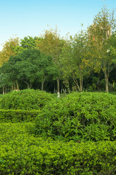 公园绿化植物景观