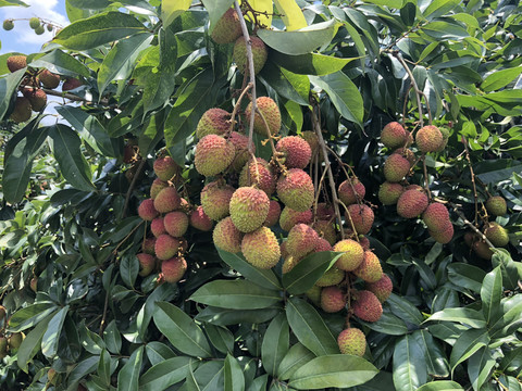 荔枝
