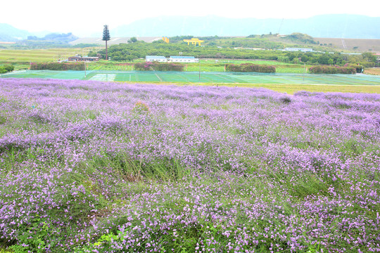 花海