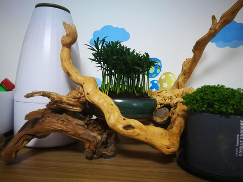 罗汉松