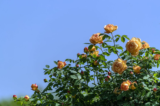 一丛透空的月季花