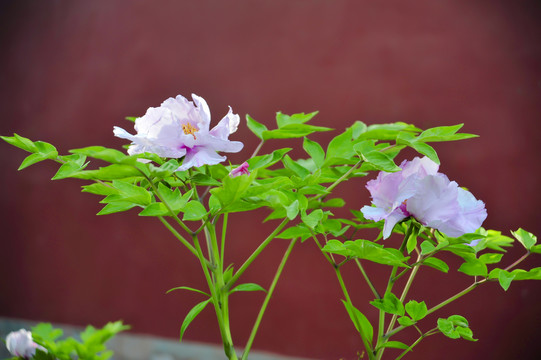 红墙下的牡丹花