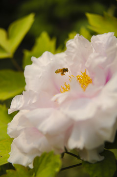 采蜜牡丹花