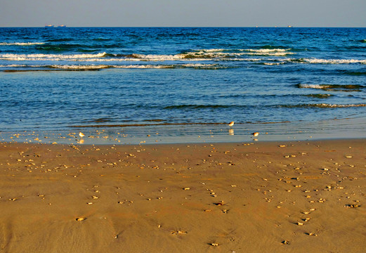 海浪沙滩小鸟