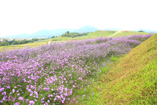 花海