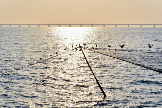 渔网和海鸟