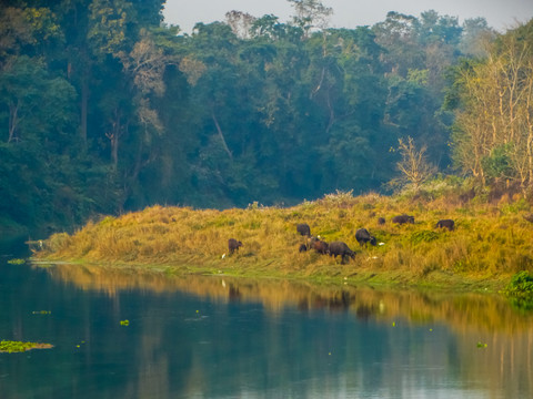 尼泊尔热带雨林