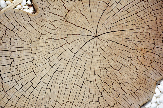 树桩木纹