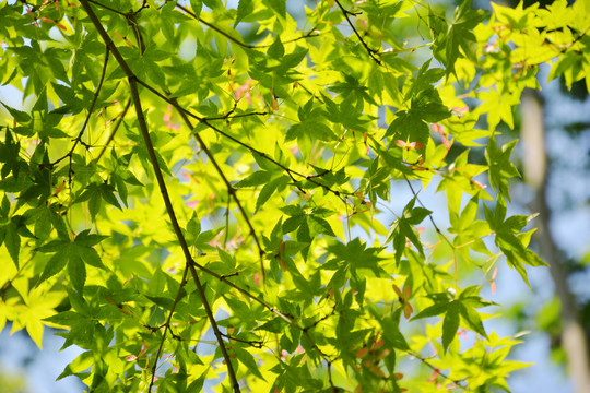 夏天枫树枝叶