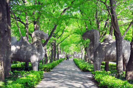 南京明孝陵夏天