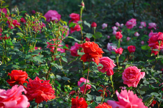 月季花丛