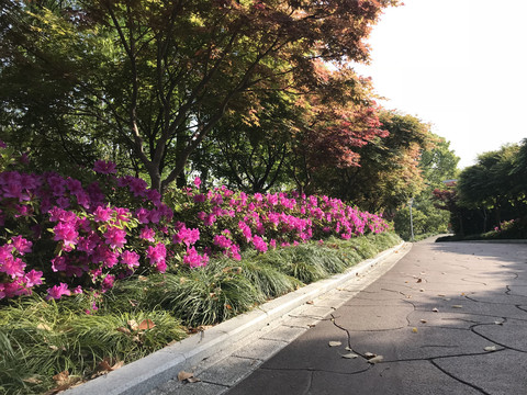 杜鹃花