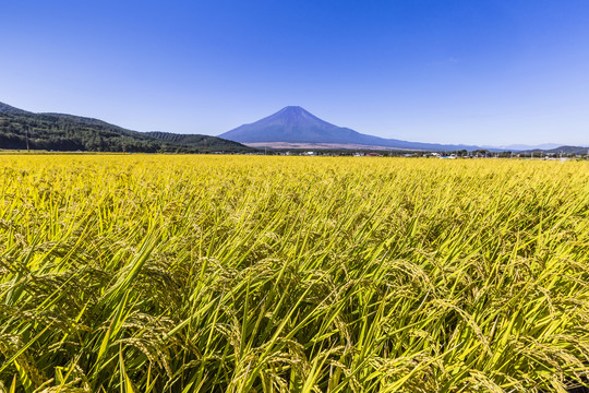 日本稻田与富士山