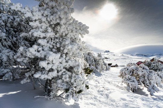 内华达山脉的雪松树