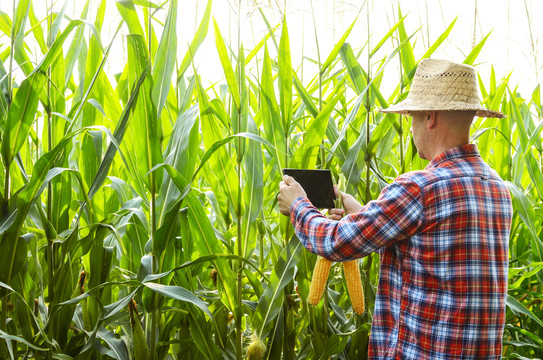 农民用平板电脑对玉米田进行检测