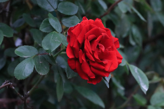 玫瑰花
