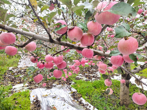 苹果树