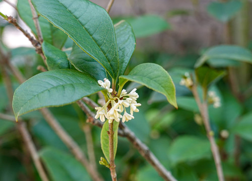 桂花树