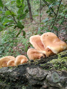 野生香薰树上生长的野生香菇