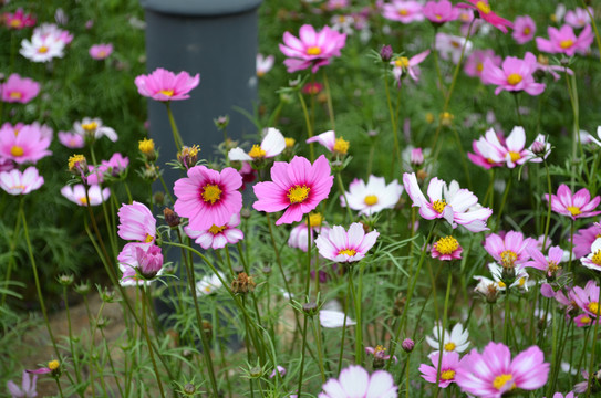 小菊花