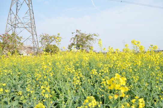 油菜花