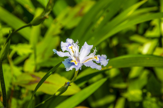 马兰花