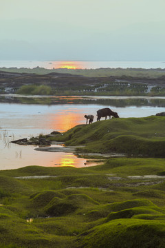 落日天空与牛自然景观