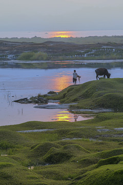 落日天空与牛自然景观