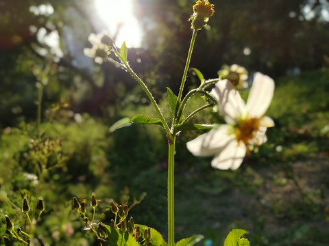 白花鬼针草阳光花朵生命春天气息