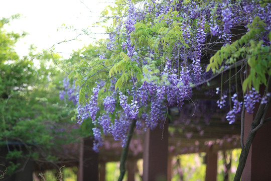 紫藤花开