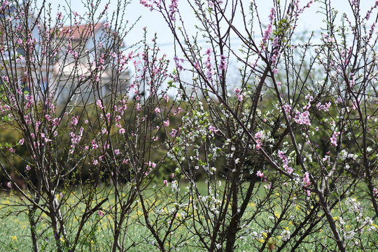 桃花李子花