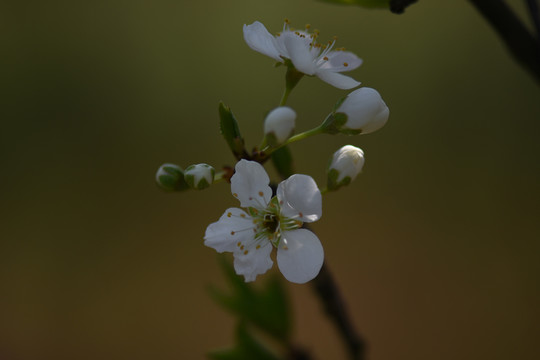 桃花李子花