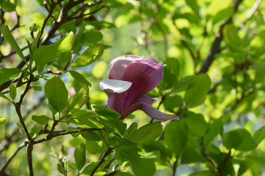 玉兰花