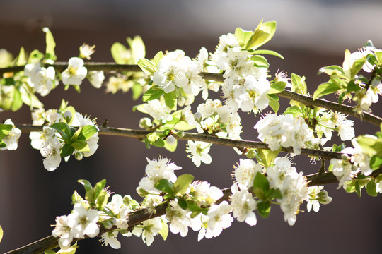 桃花李子花