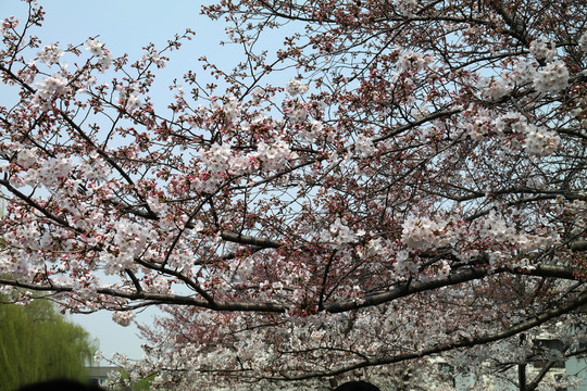 樱花树