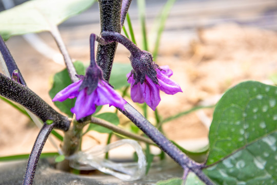 紫茄子花