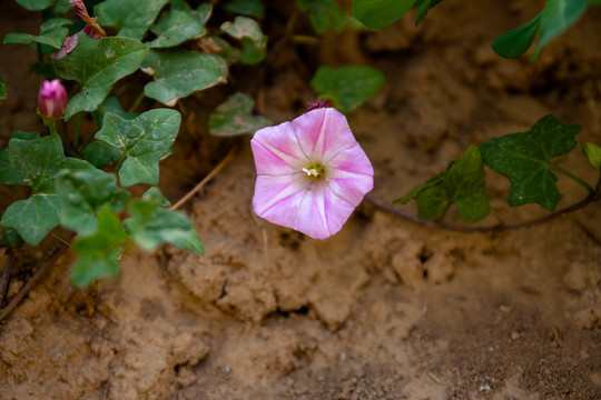 牵牛花