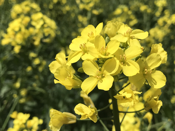 油菜花