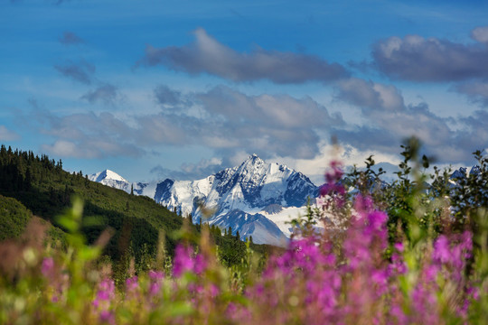 夏季阿拉斯加风景如画的山脉