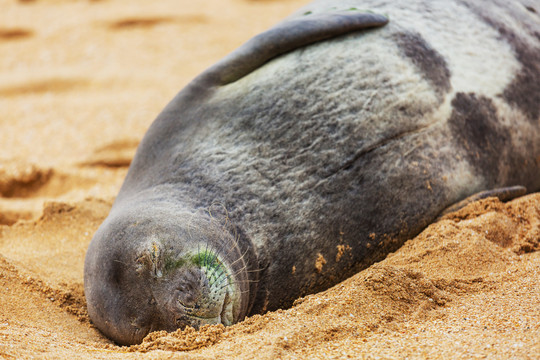夏威夷海滩的海狮