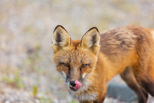 夏季绿色背景下的红狐狸