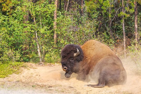 美国黄石国家公园野生水牛