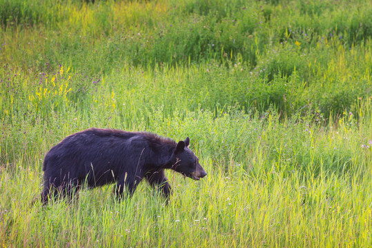 加拿大森林中的黑熊