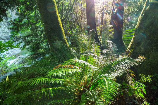 夏威夷岛雨林中的巨型蕨类植物